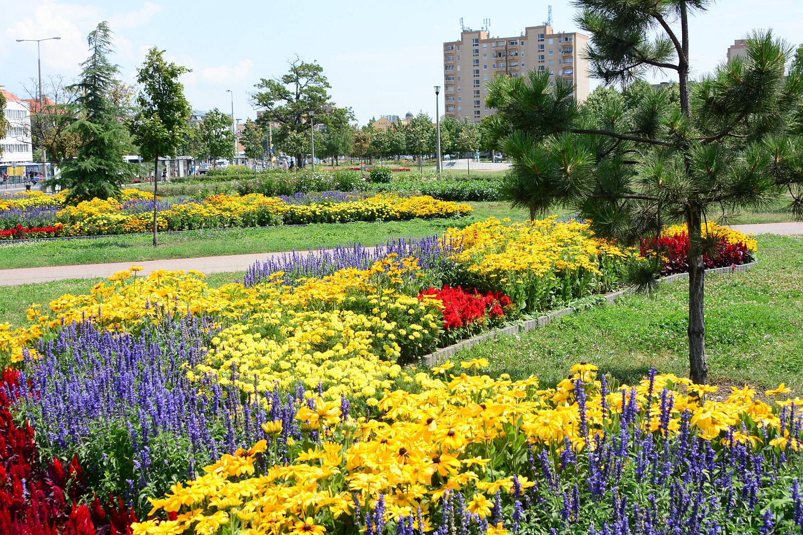 Egynyári virágok színkavalkádja Székesfehérvár parkjaiban
